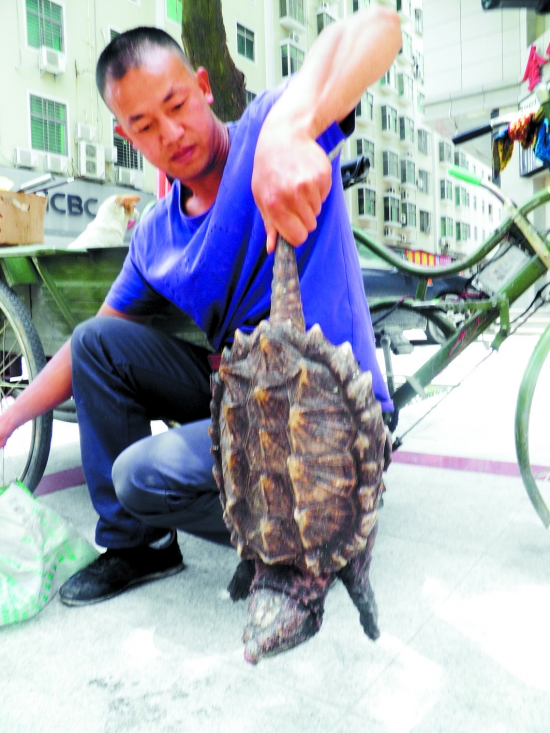 凶猛怪龟卧河边 村民壮胆拎起来(图)