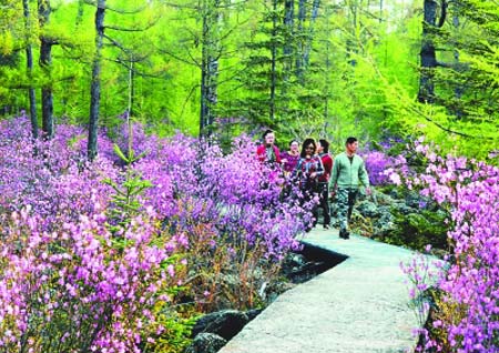 5月19日,伊春市红星火山岩公园内游人正在观赏和拍摄杜鹃花.