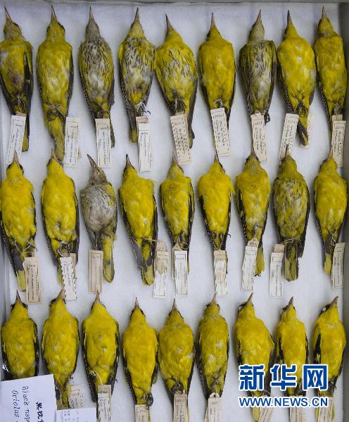 院动物研究所标本馆鸟类分馆拍摄的黑枕黄鹂