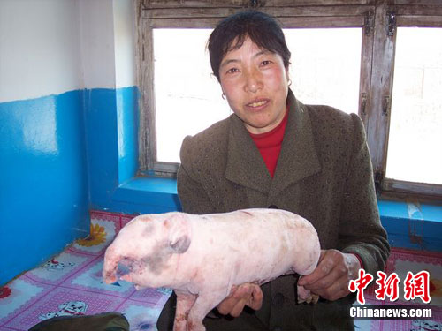 电(谭地)近日,河北康保县农户刘进江家母猪生了"小象"的消息不胫而走