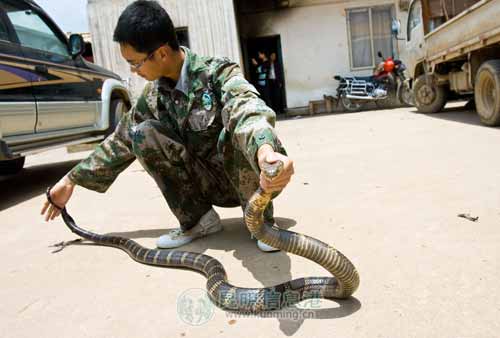 昆明市区眼镜王蛇过马路 被捕获送动物收容中