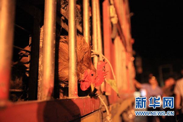 5月12日下午，凤冈县工商局的工作人员回访“灌食鸡”作坊。 记者 白皓
