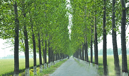 获嘉县徐营镇过土地整治后的乡间道路