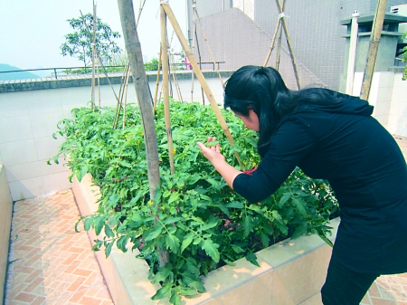 社区开博教居民阳台种菜(图)