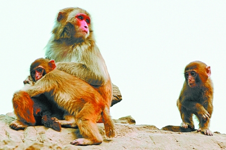 郑州市动物园的猴子