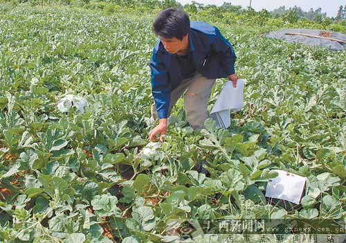 广西瓜农担心西瓜滞销 盖纸遮阳延缓生长期(图