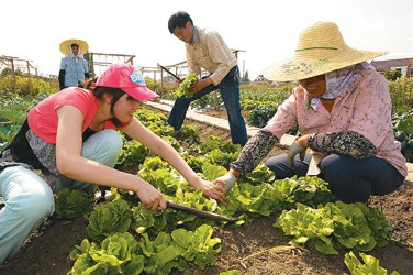 城里人在岑卜村的开心菜园享受农耕的乐趣