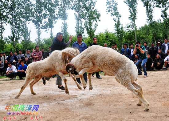 民间斗羊很给力(图)
