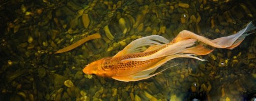 锦鲤的原始品种是红色鲤鱼