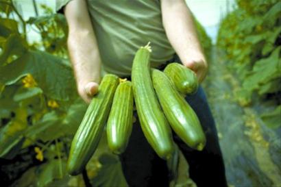 图为西班牙菜农展示他们种植的黄瓜