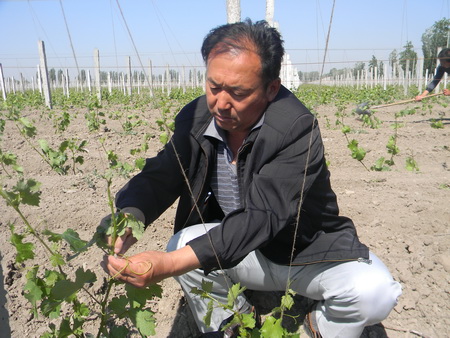 芳草湖农场官干部深入田间服务职工(组图)