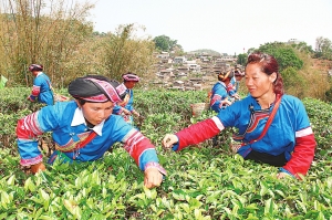 易武茶山的台地茶价涨幅约50元