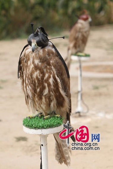 彝族战士参加驱鸟专业猎枪赛枪击飞碟夺魁[图]