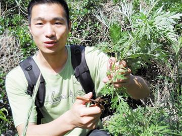 拔草除根 岛城艾蒿越来越稀少 加工制药 小老板