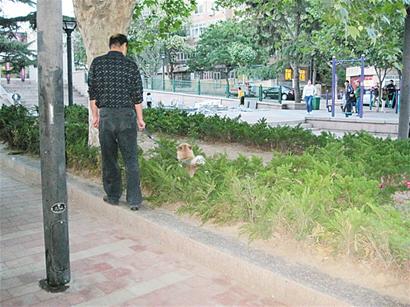 广场公园遛狗很常见多个禁犬区名不符实(图)