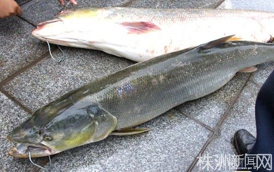 攸县酒仙湖惊现一条46.8斤重的鱼/图