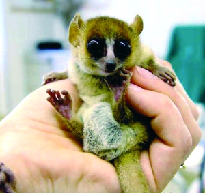 马达加斯加岛已成为狐猴在地球上最后的栖身之
