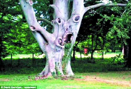 英国最丑树木怪异如同人脸(图)