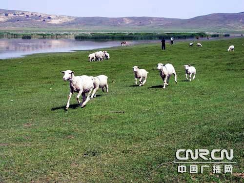 金莲川草原追逐的羊