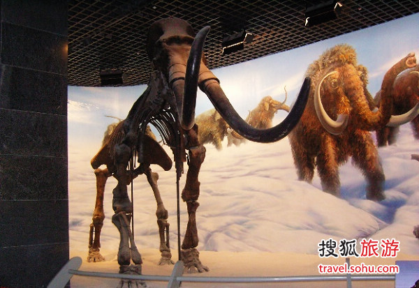 内蒙古博物馆里的猛犸象化石 图片来源：自由者自行（搜狐博客）感谢！