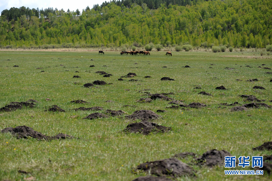 内蒙古8000多万亩草原发生鼠害(组图)