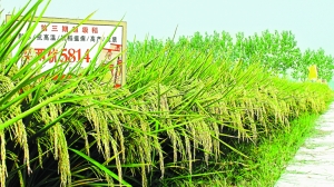 深圳现代农业生物育种创新示范区首批入园企业最新科研成果汇总