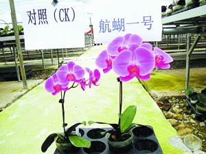 深圳现代农业生物育种创新示范区首批入园企业最新科研成果汇总