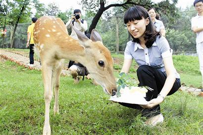 图文:小鹿宝宝过生日游客赶来送蛋糕