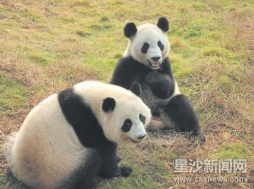 长沙县暮云生态动物园又添2只大熊猫(图)