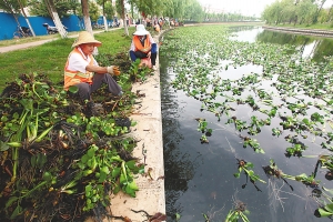  plant water hyacinth entering Yunnan rivers reporter fuxinghua photo 
