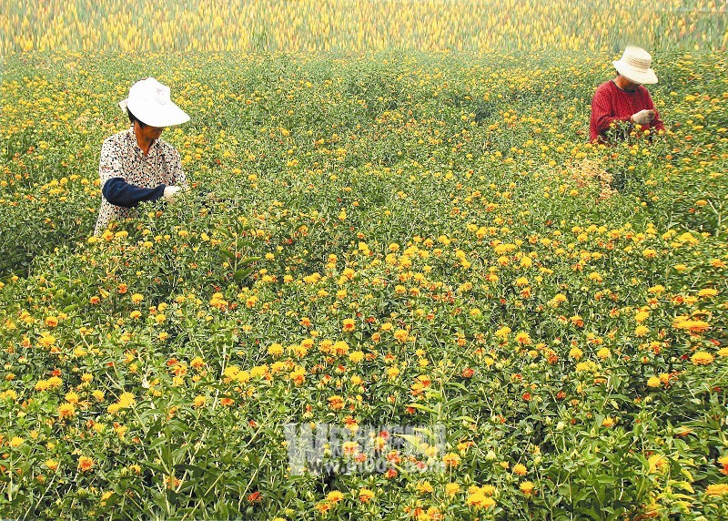 力促农业结构调整 农业生产结构发生积极变化