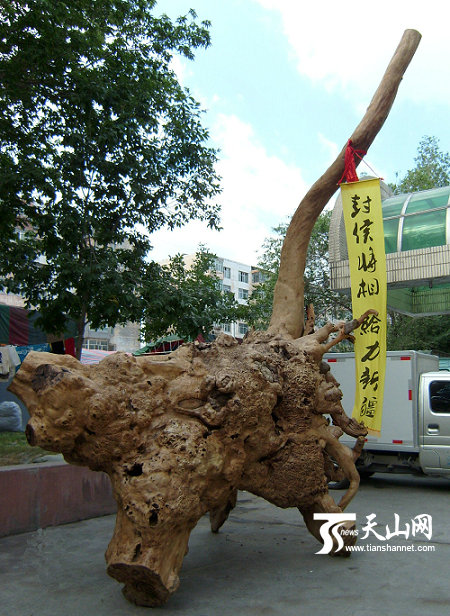 新疆一罕见榆树根艺作品现展会(图)