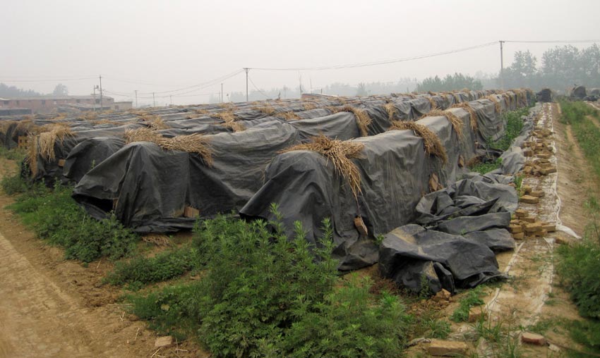 临泉县杨桥镇一窑厂除占用大量农耕地外,砖窑厂在取土后容易造成农田