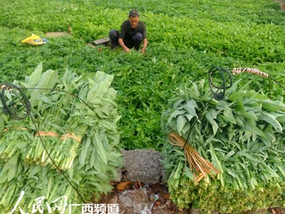 6月22日大清早,广西平果县马头镇驮湾村一名村民赶摘蔬菜