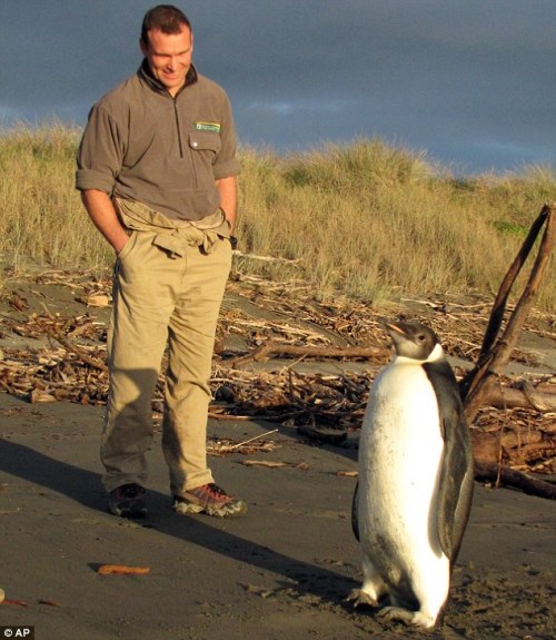 环境保护者认为，这只企鹅经历了漫长的历险，会生存下去的