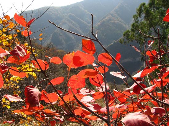 红色太行 绝美风景(十一):走进井陉县仙台山(组图)