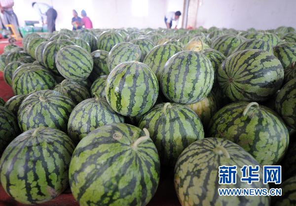 一个西瓜缘何红了20年(组图)