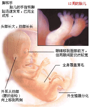 38周胎儿发育图谱(图)