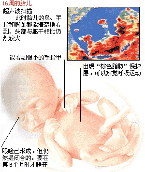 孕期_孕妇必知的怀孕知识手册 孕晚期 怀孕晚期胎儿发育  [点击图片