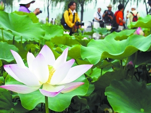 香水莲盛放莲花池(图)