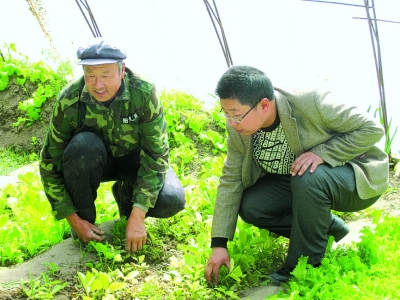 马宁(右)与村民一起研究蔬菜种植。任爽