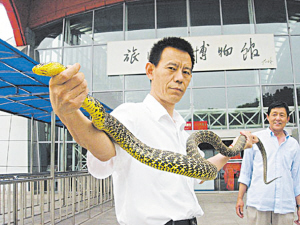 2.4米长王锦蛇 现身人行道树上(图)
