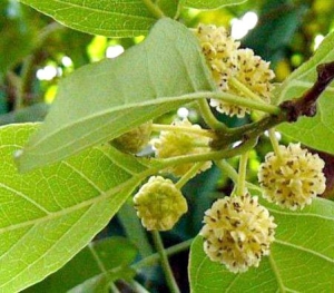 扬州园林植物览胜:长春路有一棵名贵柘树