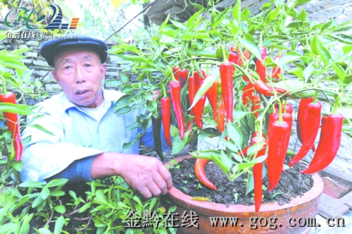 把阳台上的花花草草换成了各式各样的菜