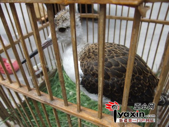 乌鲁木齐市民捡受伤小鸟 腿长嘴也长不知是何鸟(组图)