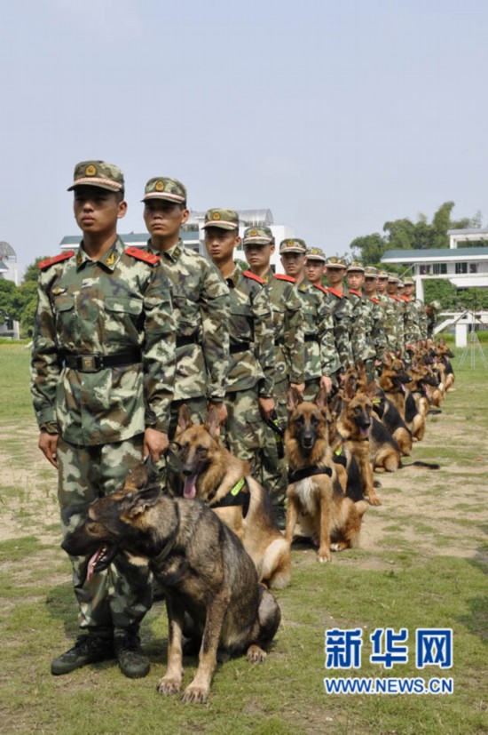 探秘武警广州警犬基地 培训良犬5700多条(组图)