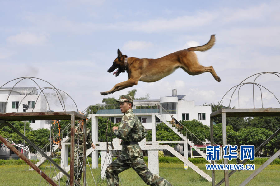 探秘武警广州警犬基地 培训良犬5700多条(组图)