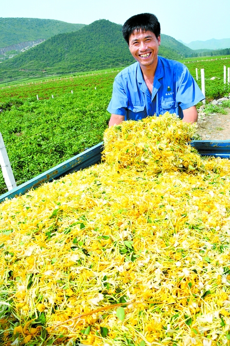 7月7日,淅川县上集镇魏营村农民正在采摘金银花.