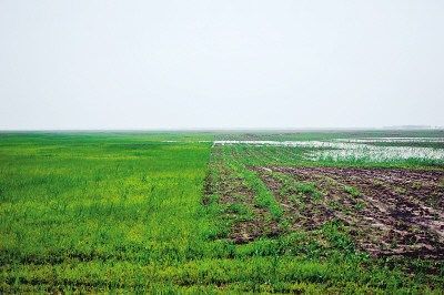 黑龙江明水保护区万亩湿地遭违规开垦(图)