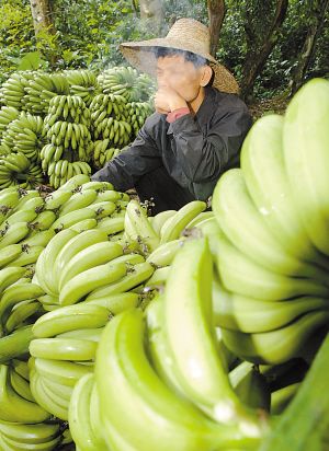 海南蕉滞销 商务部救急(图)